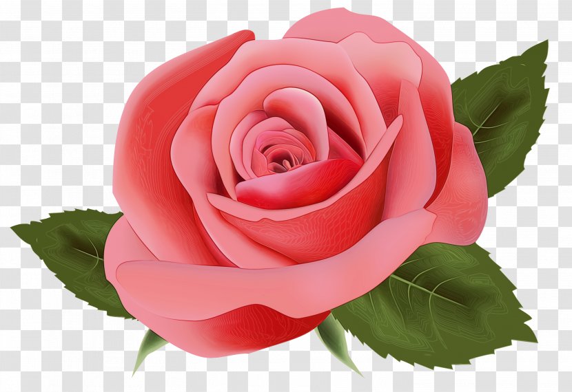 Rose Pink Flowers Clip Art - Flower - Camellia Transparent PNG