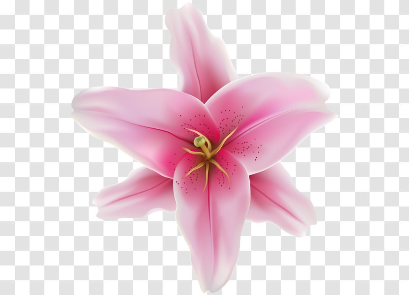 Cut Flowers Pink M Close-up Herbaceous Plant - Flowering - Cambodia Flower Transparent PNG