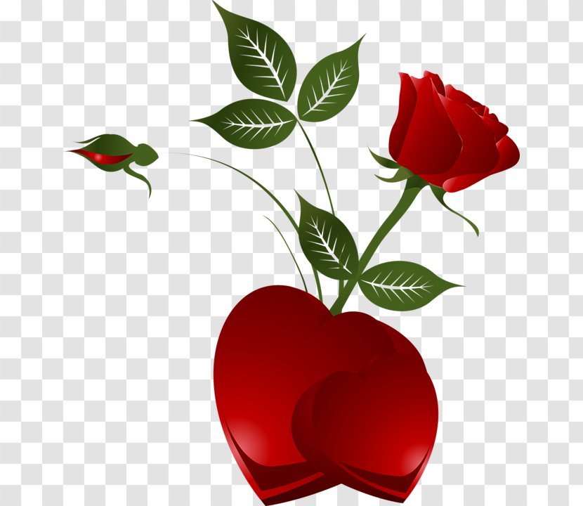 Heart Rose Clip Art - Plant - Red Decorative Transparent PNG