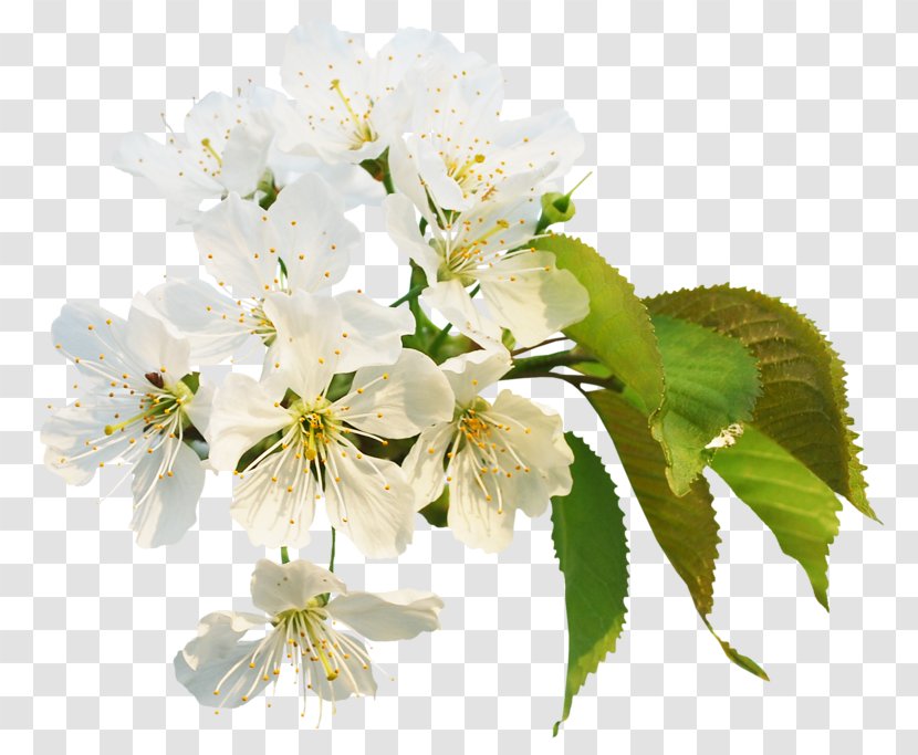 Cherry Blossom Flower Clip Art - Flowering Plant Transparent PNG