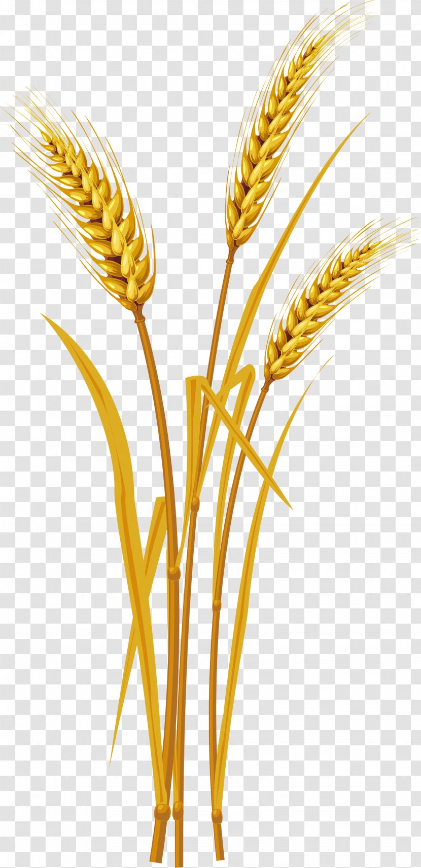 Ear Wheat Clip Art - Plant Stem - Rice Transparent PNG