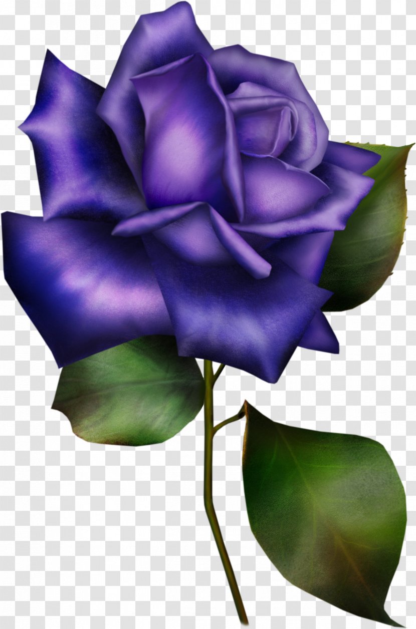 Flower Garden Roses Blue Rose Information - Violet Transparent PNG