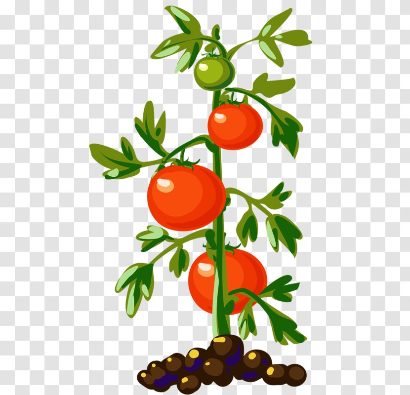 Tomato Plant Vegetable Vine Clip Art - Food - Growth Tomatoes Transparent PNG
