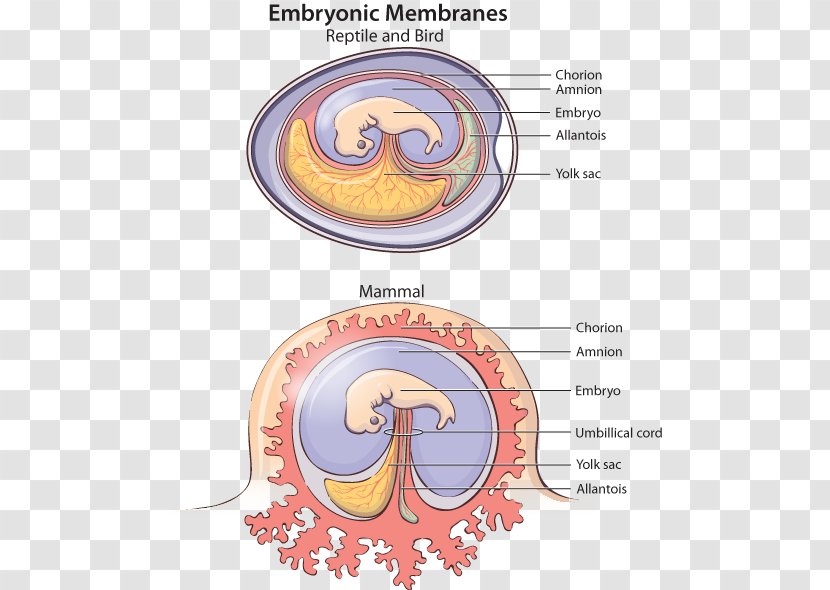 Embryo Allantois Nutrition Placenta Fetus - Watercolor - Heart Transparent PNG