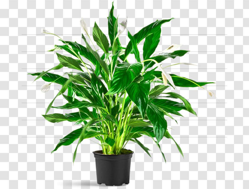 Salix Integra Houseplant Tree Plants Flowerpot - Evergreen Transparent PNG