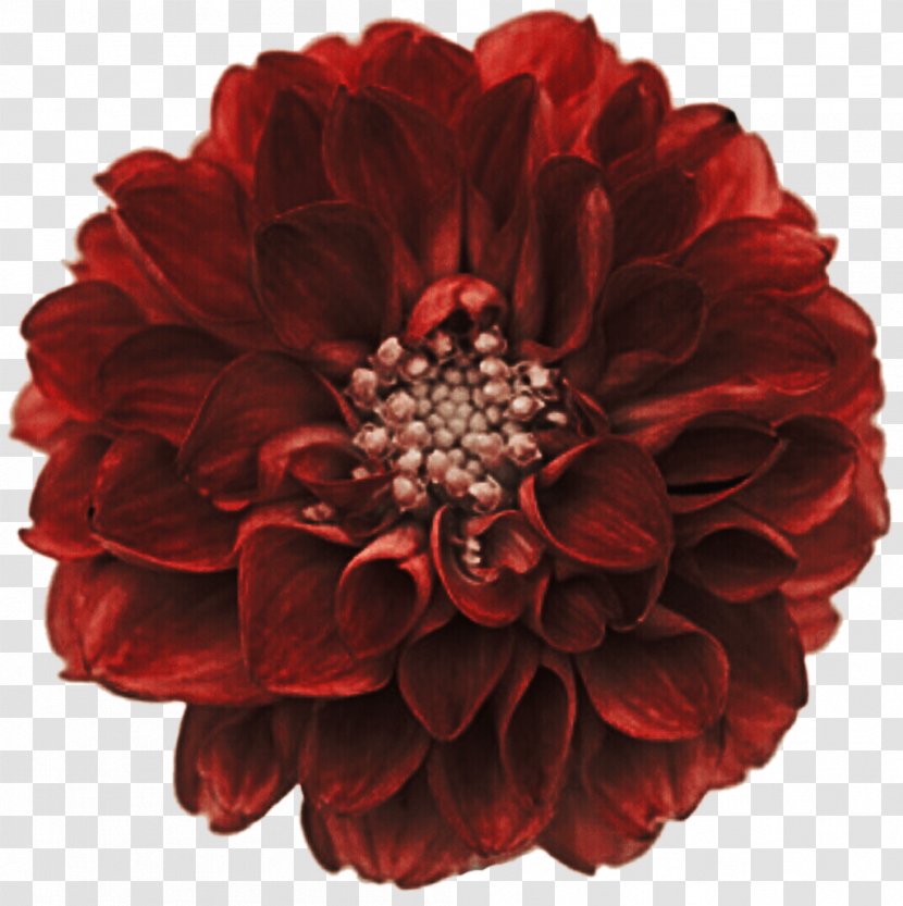 Red Dahlia Stock Photography Cut Flowers Clip Art Transparent PNG