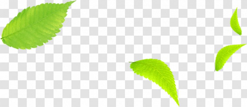 Leaf Brand Wallpaper - Leaves Transparent PNG