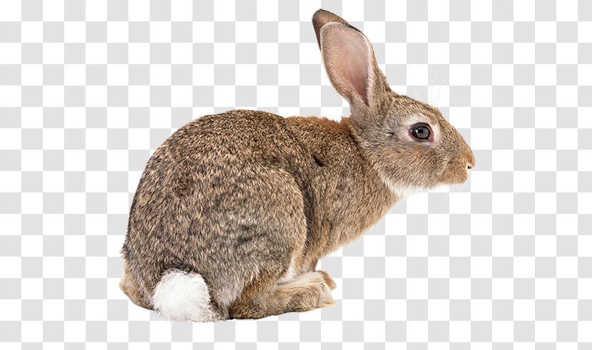 Flemish Giant Rabbit Rex Hare - Mammal - Bad Bunny Transparent PNG
