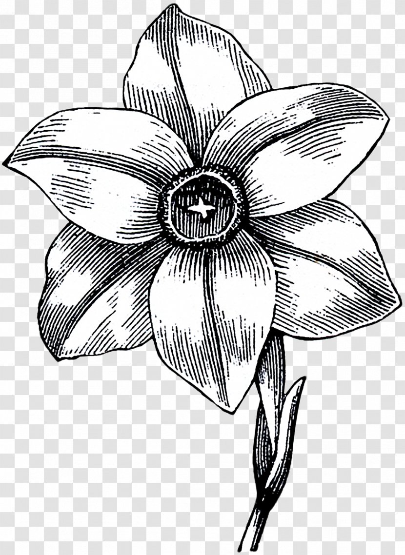 Flower Black And White Monochrome Photography Drawing Line Art - Narcissus Transparent PNG