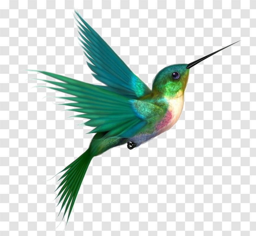 Hummingbird Clip Art Transparency - Fauna - Bird Transparent PNG
