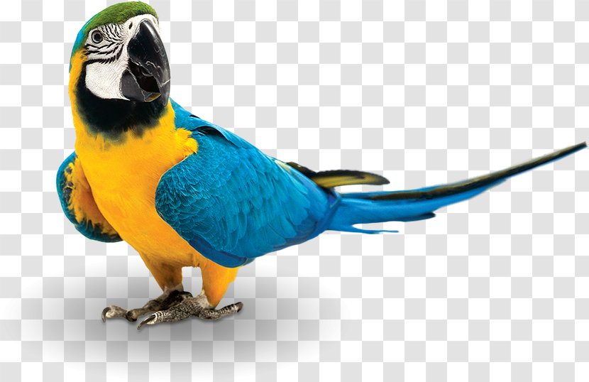 Bird Feeding Parrot Domestic Canary Food - Pet Transparent PNG