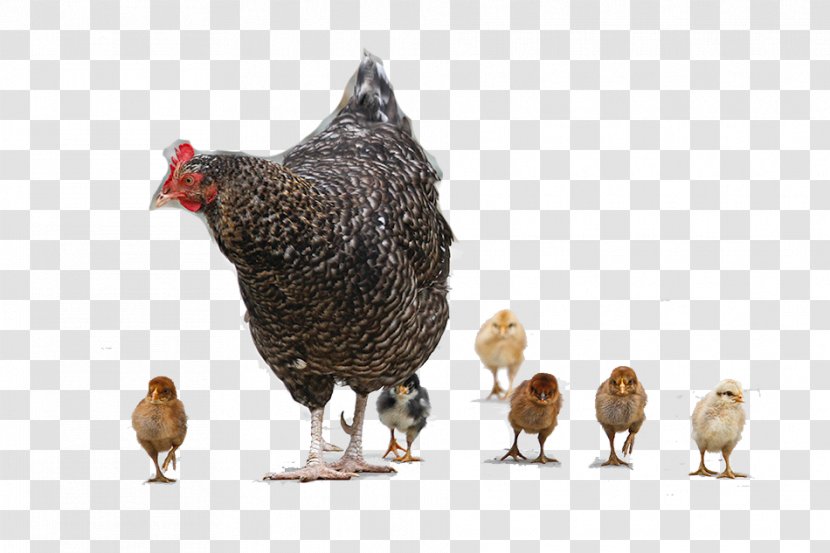 Chicken Meat Hen - Phasianidae - Mother And Baby Transparent PNG