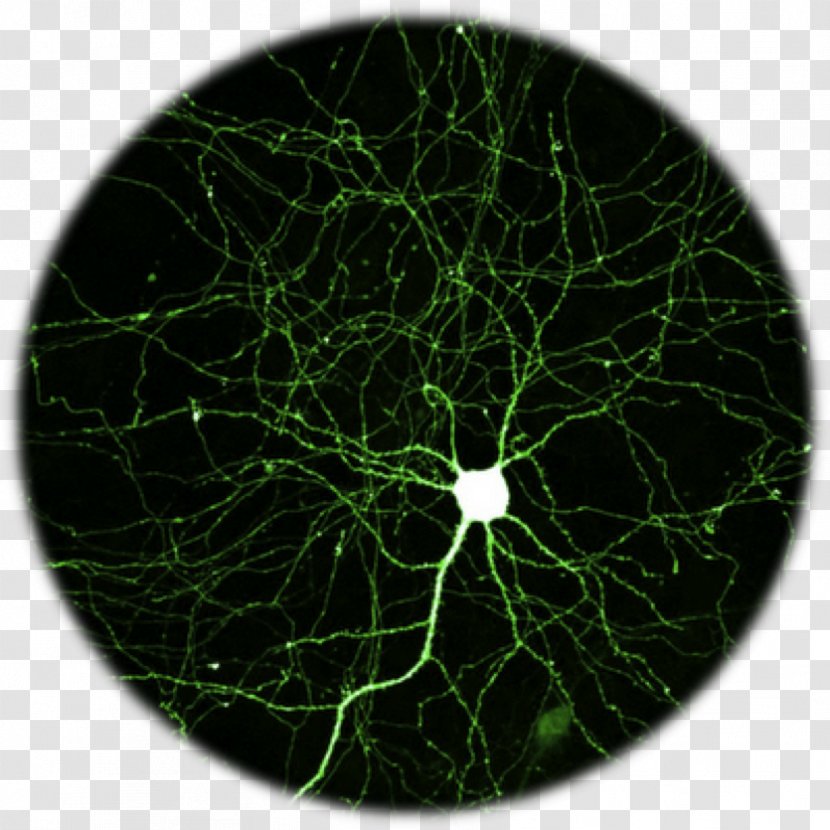 Neuron Green Fluorescent Protein Fluorescence Brain Hippocampus - Science Transparent PNG