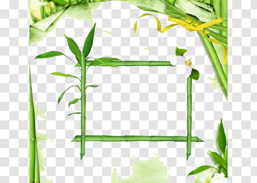 Lucky Bamboo - Leaf - Border Transparent PNG