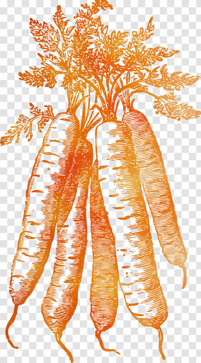 Carrot Transparent PNG