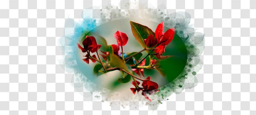 Macro Photography Garden Roses Desktop Wallpaper - Rose Family Transparent PNG