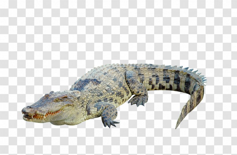 Crocodile Clip Photography - Crocodilia - Pictures Transparent PNG