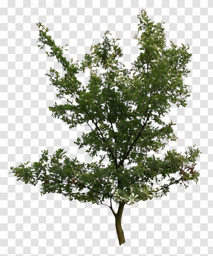 Tree Oak Plant Birch - Plane Family Transparent PNG