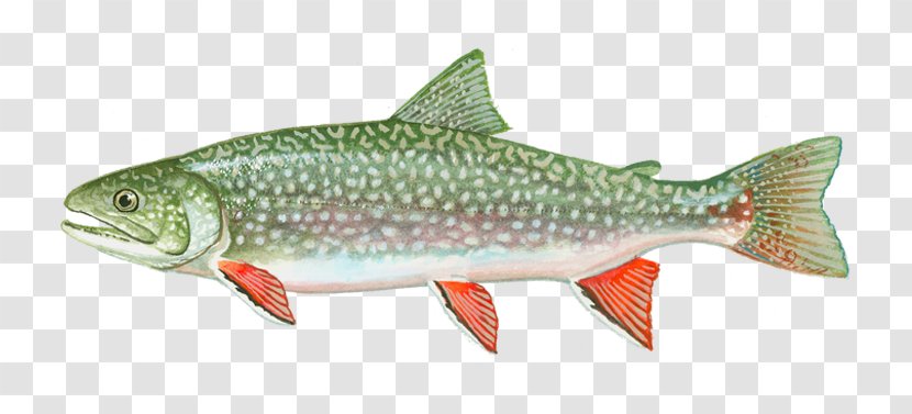 Cutthroat Trout Coho Salmon Splake Brook - Herring - Cousin Lake Fishes Transparent PNG