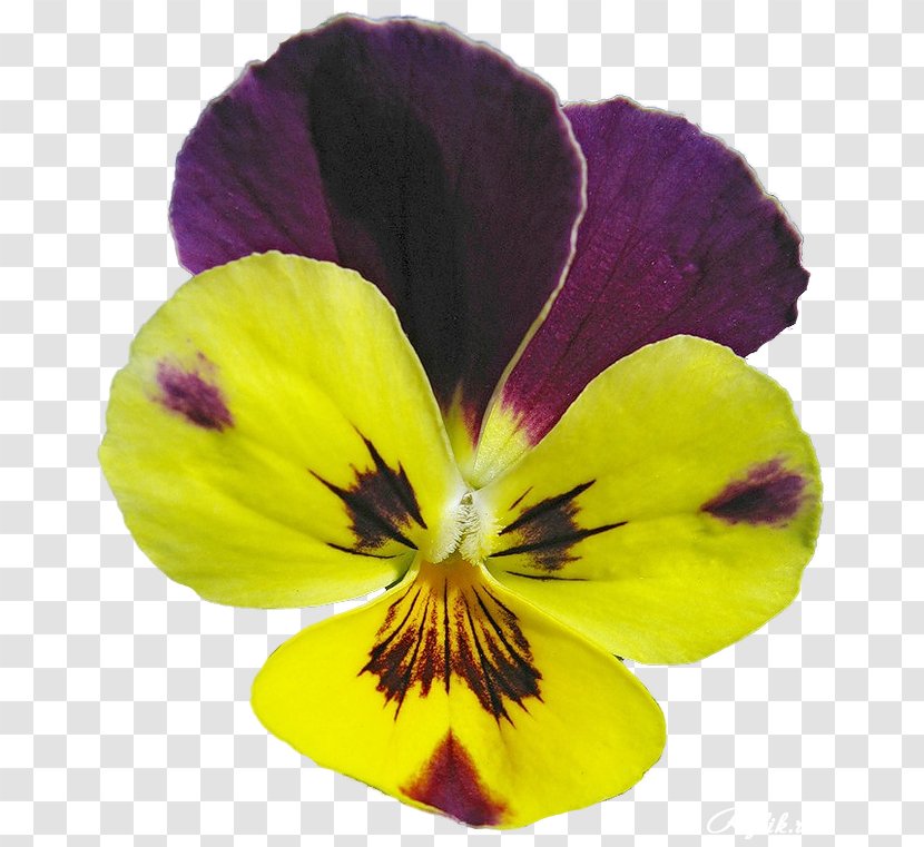 Pansy - Petal - Flower Transparent PNG