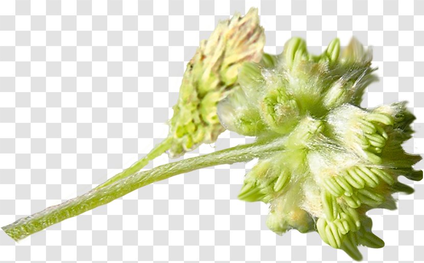 Broccoli Plant Stem - Leaf Vegetable Transparent PNG