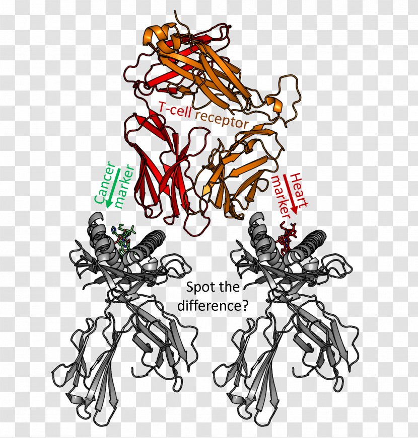 Cancer Immunotherapy Immune System T-cell Receptor Clip Art - Insect Transparent PNG