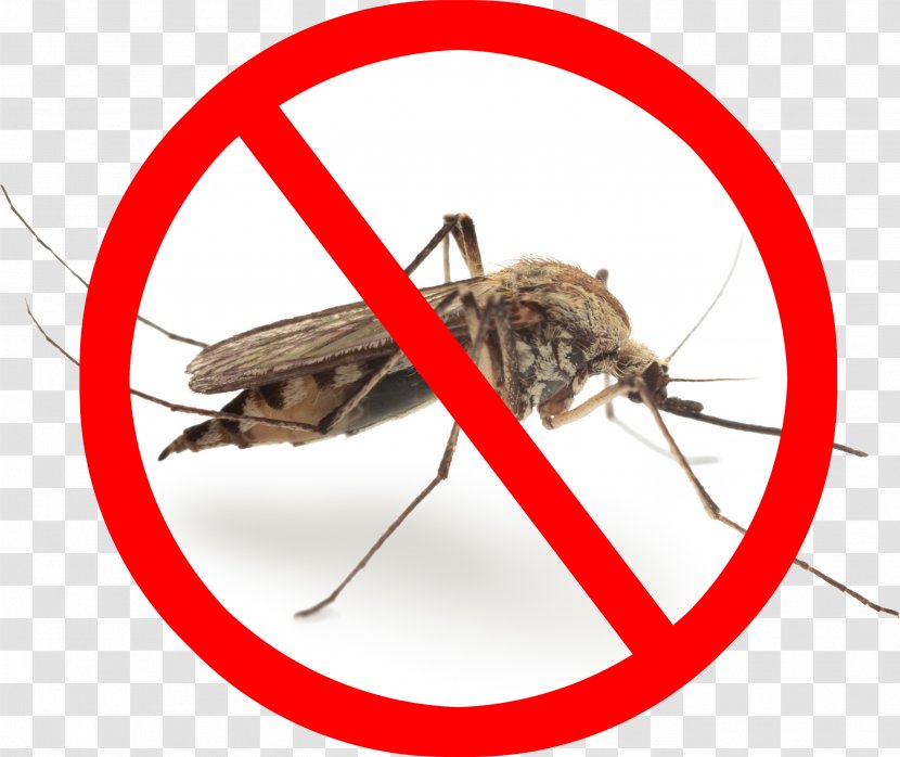 Marsh Mosquitoes Pest Control Mosquito Gnat Zika Virus - Membrane Winged Insect Transparent PNG
