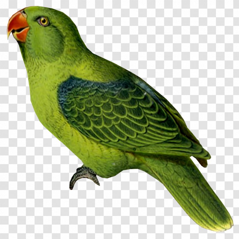 Bird Parrot Budgerigar Parakeet Cockatiel - Animal - Parrots Transparent PNG