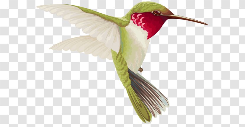 Hummingbird Clip Art - Pollinator - Bird Transparent PNG