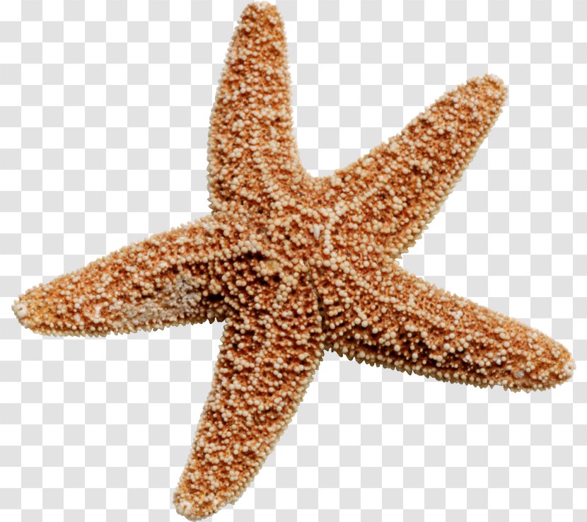 Starfish Clip Art - Echinoderm Transparent PNG