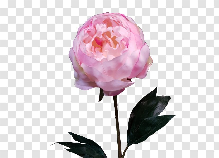 Centifolia Roses Garden Peony Cut Flowers Flower Bouquet - Plant Transparent PNG
