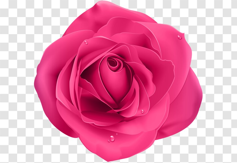 Blue Rose Garden Roses Pink Flower Clip Art Transparent PNG