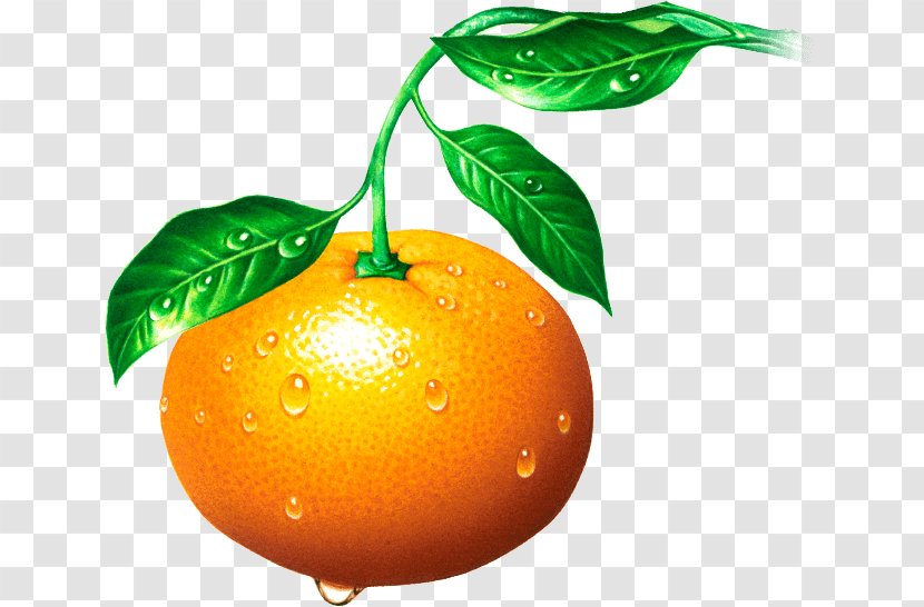 Clementine Tangerine Mandarin Orange Tangelo Rangpur - Natural Foods Transparent PNG