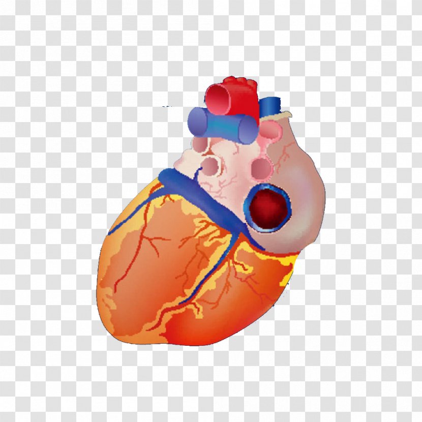 Heart Euclidean Vector Anatomy Illustration - Cartoon - Model Transparent PNG