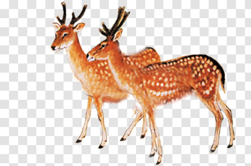Red Deer Sika - Reindeer Transparent PNG