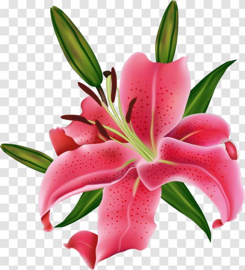 Photography Pink Flowers Clip Art - Petal - Lily Transparent PNG