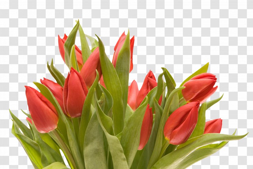 Tulip Floral Design Cut Flowers Flower Bouquet - Lily Family Transparent PNG