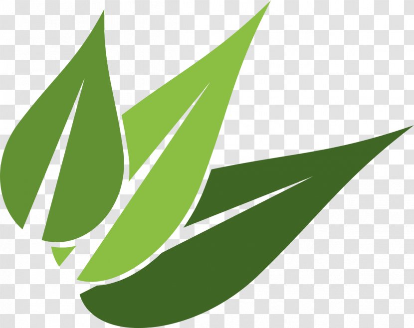 Logo Image Vector Graphics Toronto - Perennial Plant - Flash Leaf Area Transparent PNG