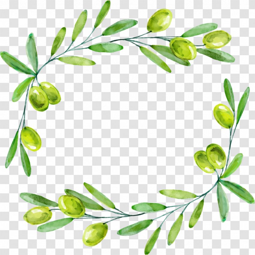 Olive Branch Euclidean Vector - Flora - Drawing Green Olives Decorative Borders Transparent PNG