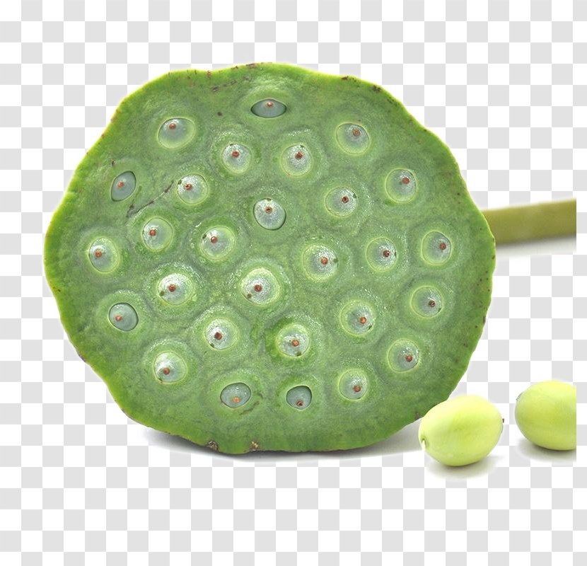 Nelumbo Nucifera Lotus Seed - Fruit - Green Heart Child Transparent PNG