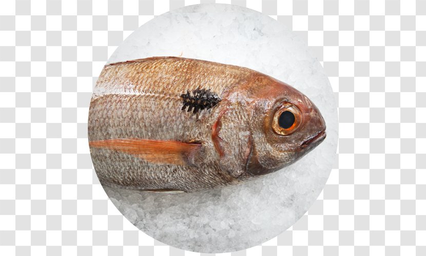 Fauna Oily Fish Perch Transparent PNG