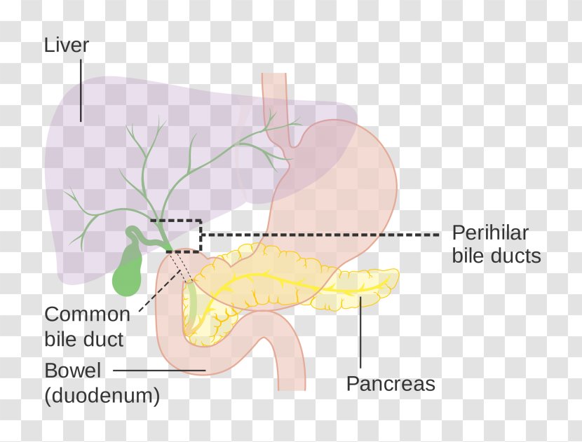Common Bile Duct Biliary Tract Gallbladder - Frame - Heart Transparent PNG