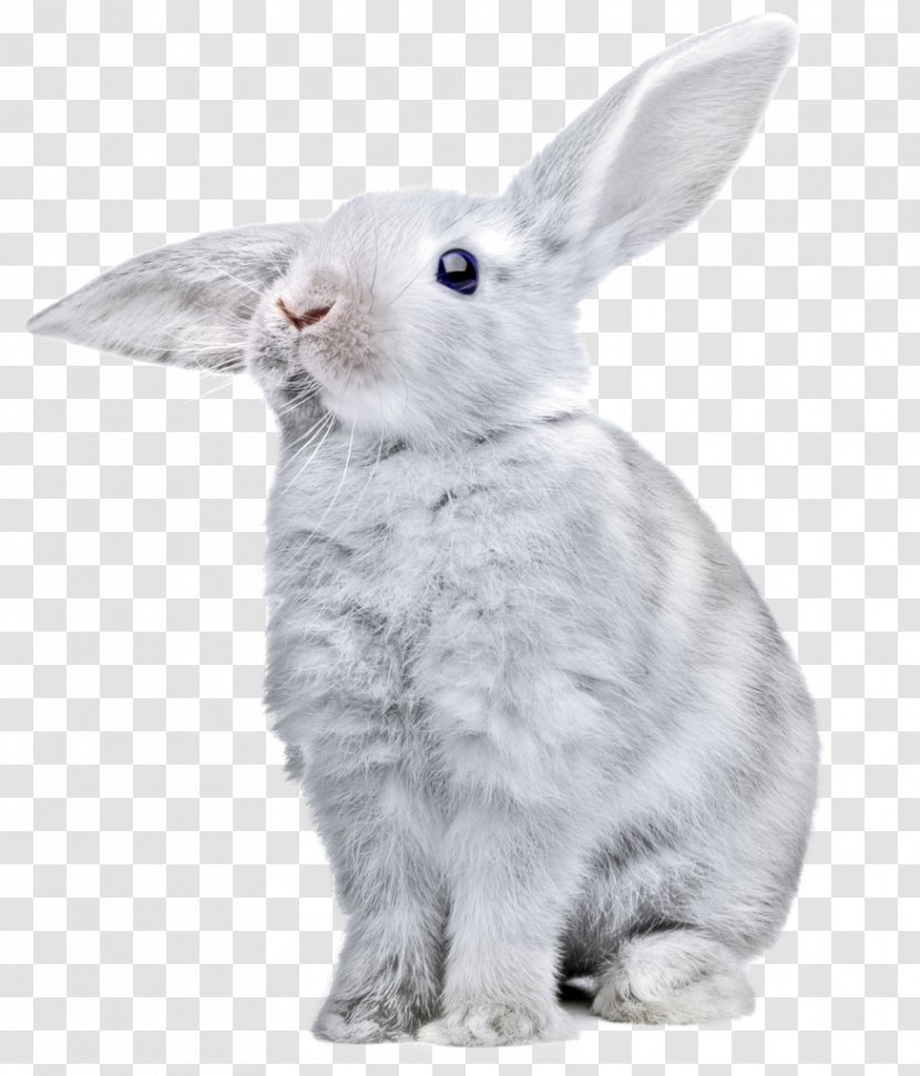 Easter Bunny Domestic Rabbit European Hare - Fur Transparent PNG