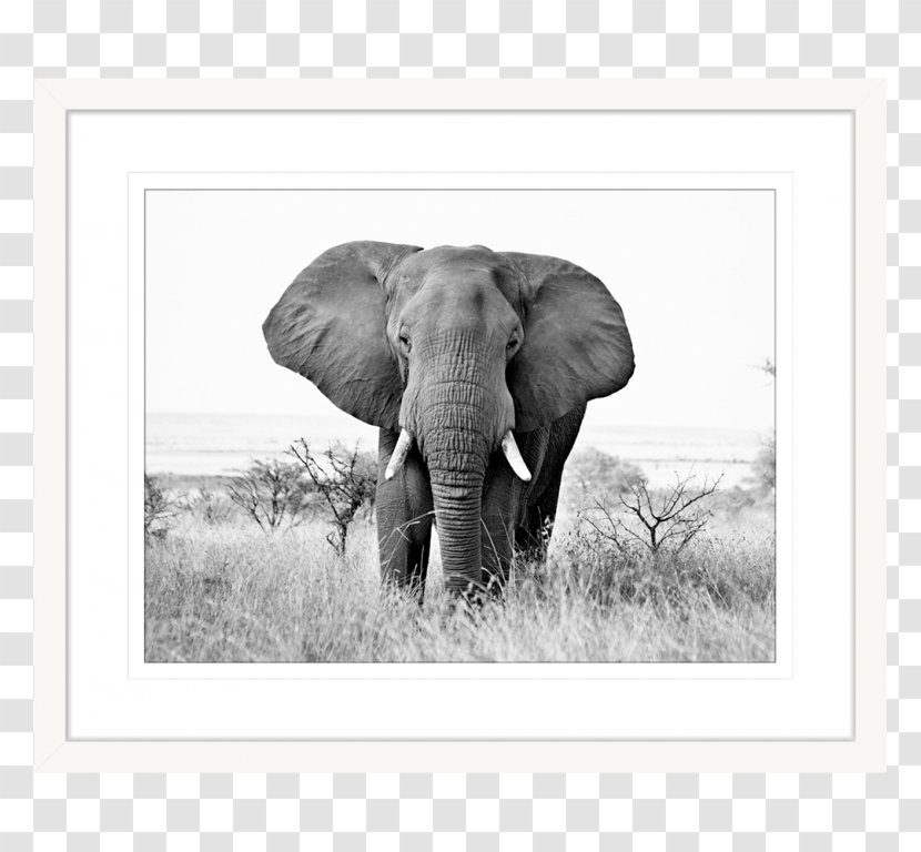 Indian Elephant African Elephants Painting Tusk - Terrestrial Animal Transparent PNG