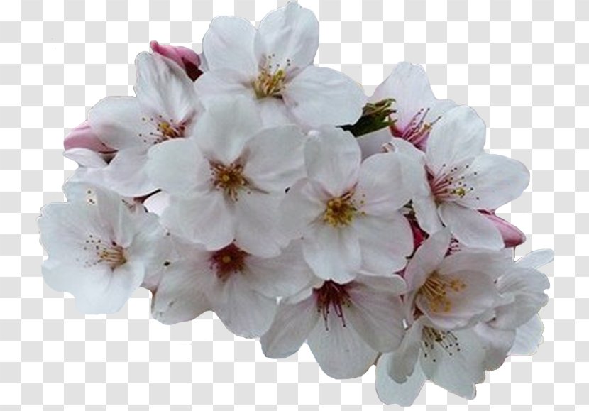 Cherry Blossom Flower Bouquet Spring Clip Art Transparent PNG