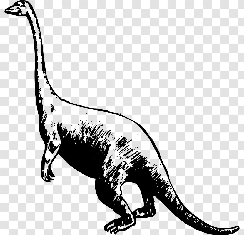 Tyrannosaurus Dinosaur Park Triceratops Apatosaurus Velociraptor - Tail Transparent PNG