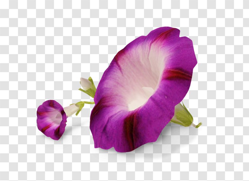 Flower Ipomoea Nil Transparency And Translucency - Flowering Plant - Glory Transparent PNG