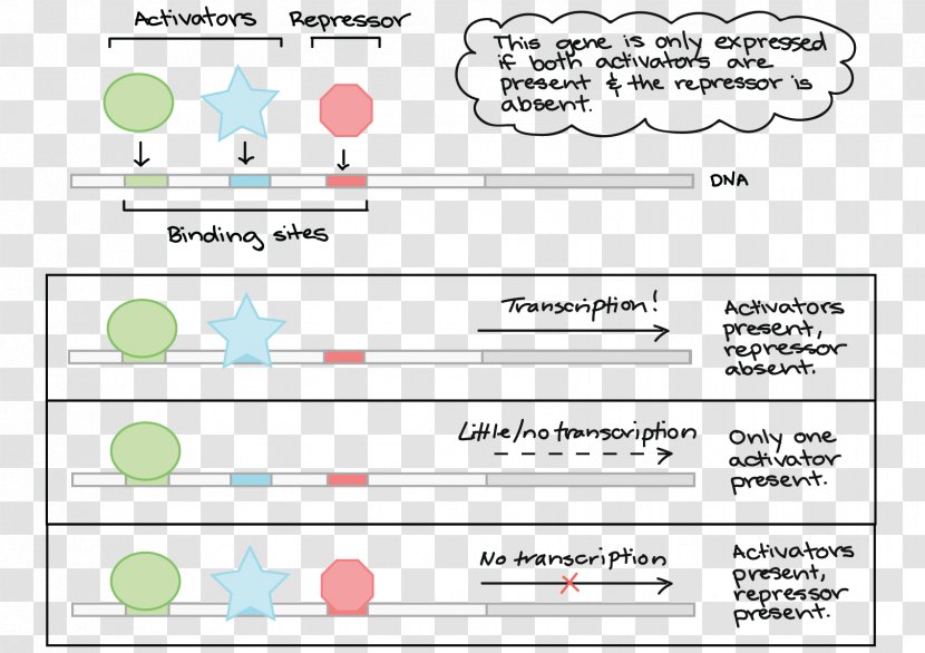 Activator Repressor Transcription Factor RNA Polymerase - Prokaryote - Gene Expression Transparent PNG