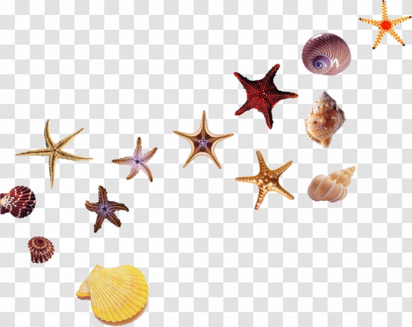 Beach Starfish Sea Hotel - Gratis - Shell Transparent PNG
