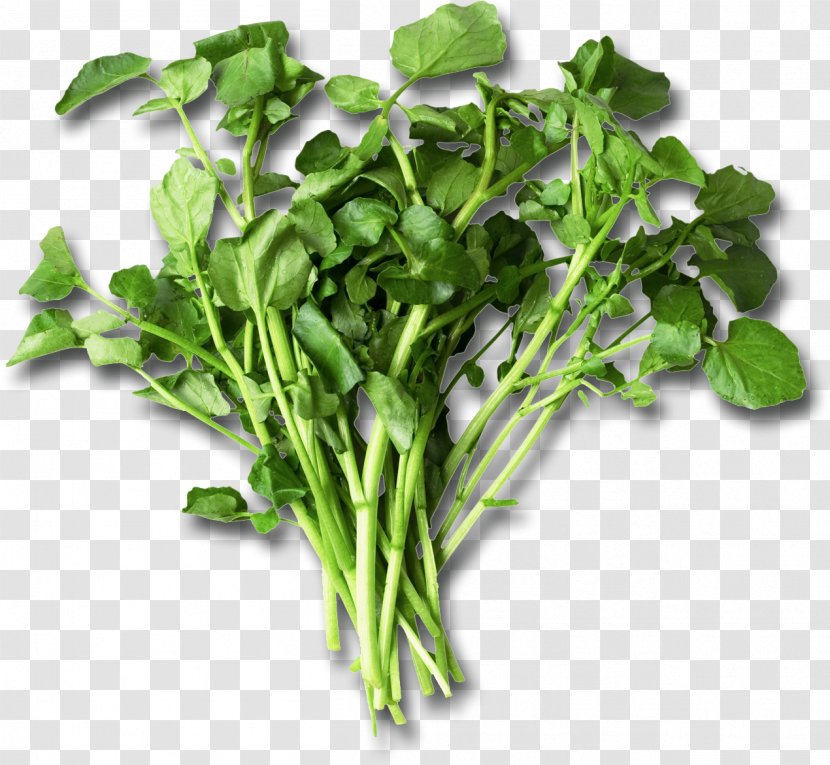 Nutrient Leaf Vegetable Watercress Eating Food - Spinach - Health Transparent PNG